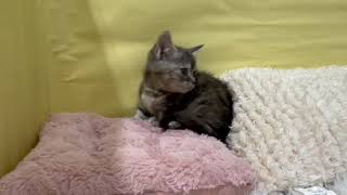 マンチカンの動画01