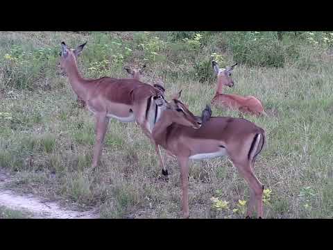 Djuma: Oxpeckers dust bathing and then Impalas - 15:01 - 02/02/2023