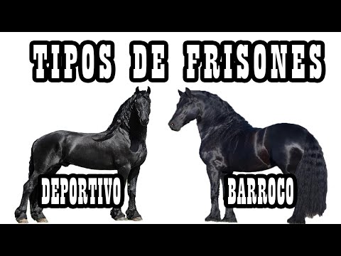 , title : 'Las Líneas De Frisón (Sport Y Barroco) 🐴-Del Cerro Soy'