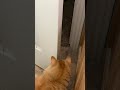 Orange Tabby And Tuxedo Cats Best Friends That Love To Play Fight