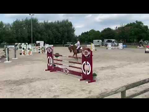 Zirtric van beek (zirocco blue) @csn Groentenjumping 1m40
