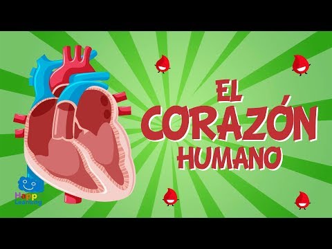 EL CORAZÓN HUMANO | Vídeos Educativos para Niños
