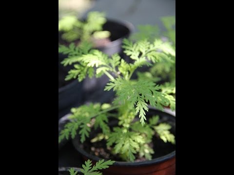 comment soigner curcuma plante