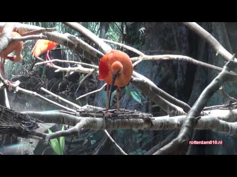 Diergaarde Blijdorp 01 08 2014