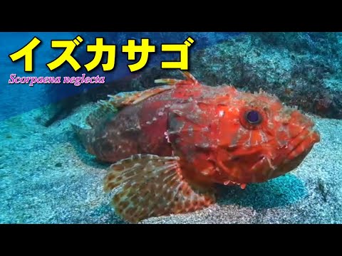 動かないイズカサゴ