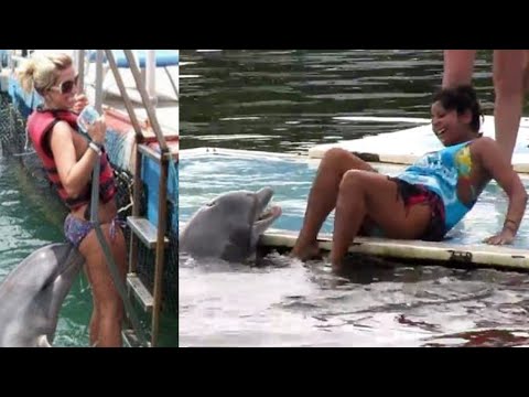 Dauphins étonnants - compilation de dauphins amusants
