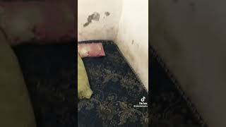 Download lagu kamar cowok simpel sederhana mp3 Download lagu kamar cowok simpel sederhana mp3