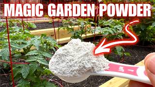 Make This DIY Powdered Mix For Your Best Vegetable Garden Ever!!! (GUARANTEED)