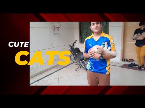 Ubaid ne new cat Li 🐈😍