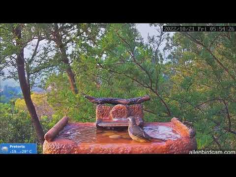 2022 10 21 cape robin chat