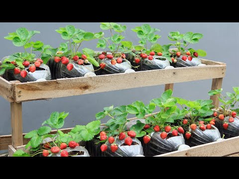 Let s grow bitter melon for your family this way it s very fruity and easy to make