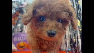 トイプードルの動画01