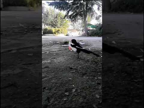 A true story of a clever crow