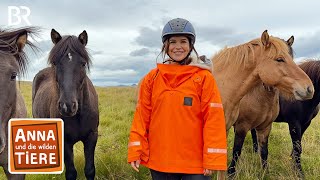 Quiz-Alarm | Auf zur Herde der Islandpferde! | Anna und die wilden Tiere | BR