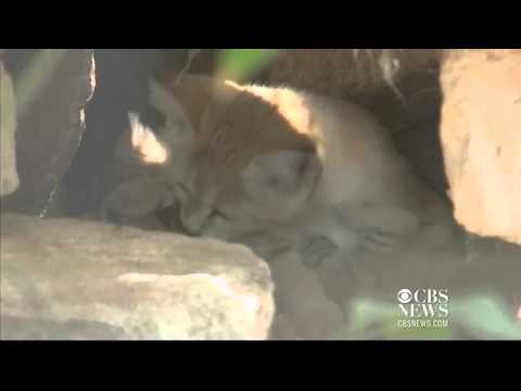 Rare sand kittens born at Israel zoo