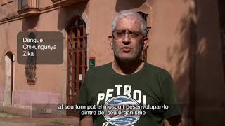 Al Mosquit Tigre ni una gota d'aigua