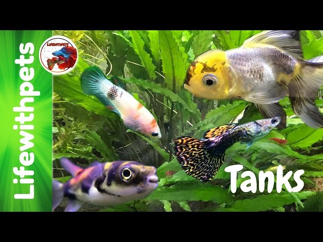 All Our Current Tanks and Betta Fish Death.