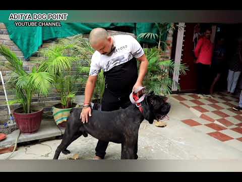 havy dog in cane corso...#Aditya dog point#rajendra nagar, Peernagar-gzp up 9415962062
