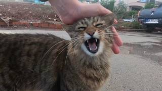 Cat breaking the meow barrier at the fantastic speed of meows