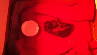 Life is fragile handle it with care: A farm animal rescue in progress