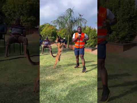 Best dog demonstrations ever. Kannello #greathabibk9academy