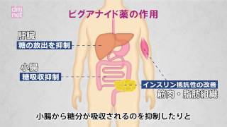 3-12. ビグアナイド薬