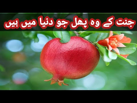 Janat ka Wo phul jo ap Duniya m b Khate hin Kon konsa Hin Janaya is vedio m/Fruit in Heaven
