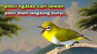 Download lagu Suara Pleci Gacor Ngalas Mencari Lawan || Pleci Ngalas 12345 Tembakan,Bikin Pleci Bustomi Gacor mp3 Download lagu Suara Pleci Gacor Ngalas Mencari Lawan || Pleci Ngalas 12345 Tembakan,Bikin Pleci Bustomi Gacor mp3