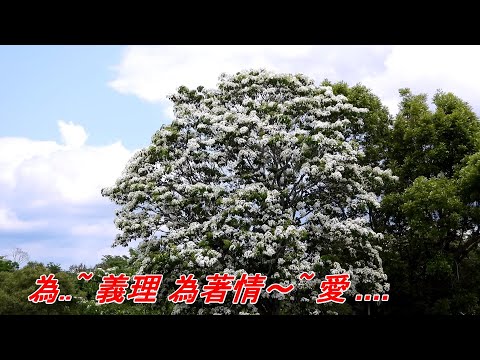 為愛走天涯(尤雅).mp4