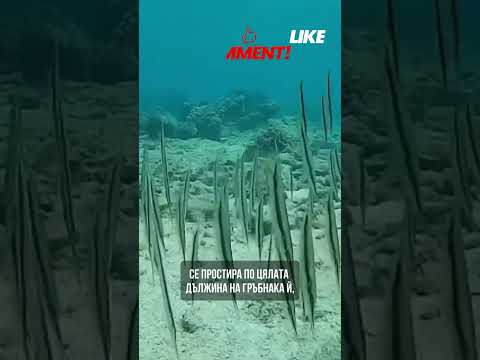 Единствената риба в света, която плува вертикално - Рибата бръснач