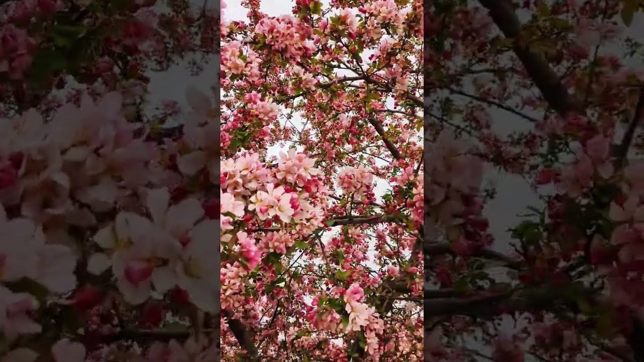 Our Cherry Blossom tree is blooming 🌸 #cherryblossom #cherryblossoms #nature