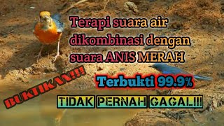 Download lagu Terapi suara air dikombinasi dengan suara asli anis merah, untuk pancingan bunyi ANIS MERAH mp3