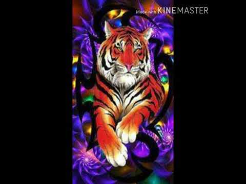 Tiger edit(rour:Katy parry)