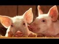 Pig Sounds and Pictures ~ Learn The Sound A Pig Makes