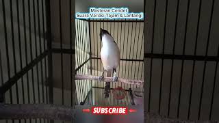 Download lagu Masteran Cendet – Suara Variasi Tajam & Lantang! mp3