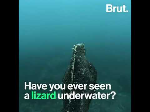 Lizard swimming in water for food