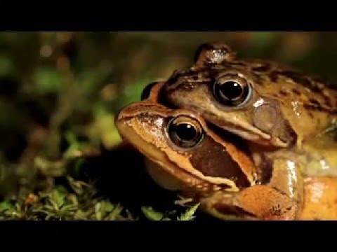 previ demo los últimos dragones de Oviedo documental