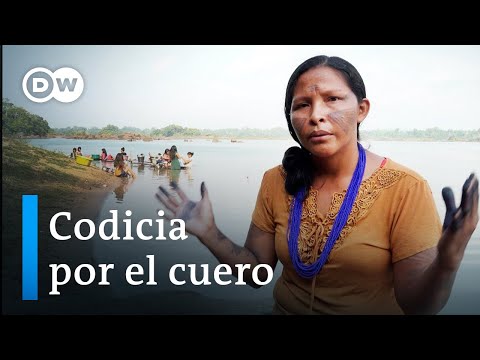 Illegal Leather - How the Automotive Industry Threatens the Rainforest | DW Documentary