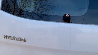 بيع معدات صناعية أخرى Hyundai H-1 - صورة 4 | Machineryline IQ معدات صناعية أخرى Hyundai H-1 | صورة 4 - Machineryline