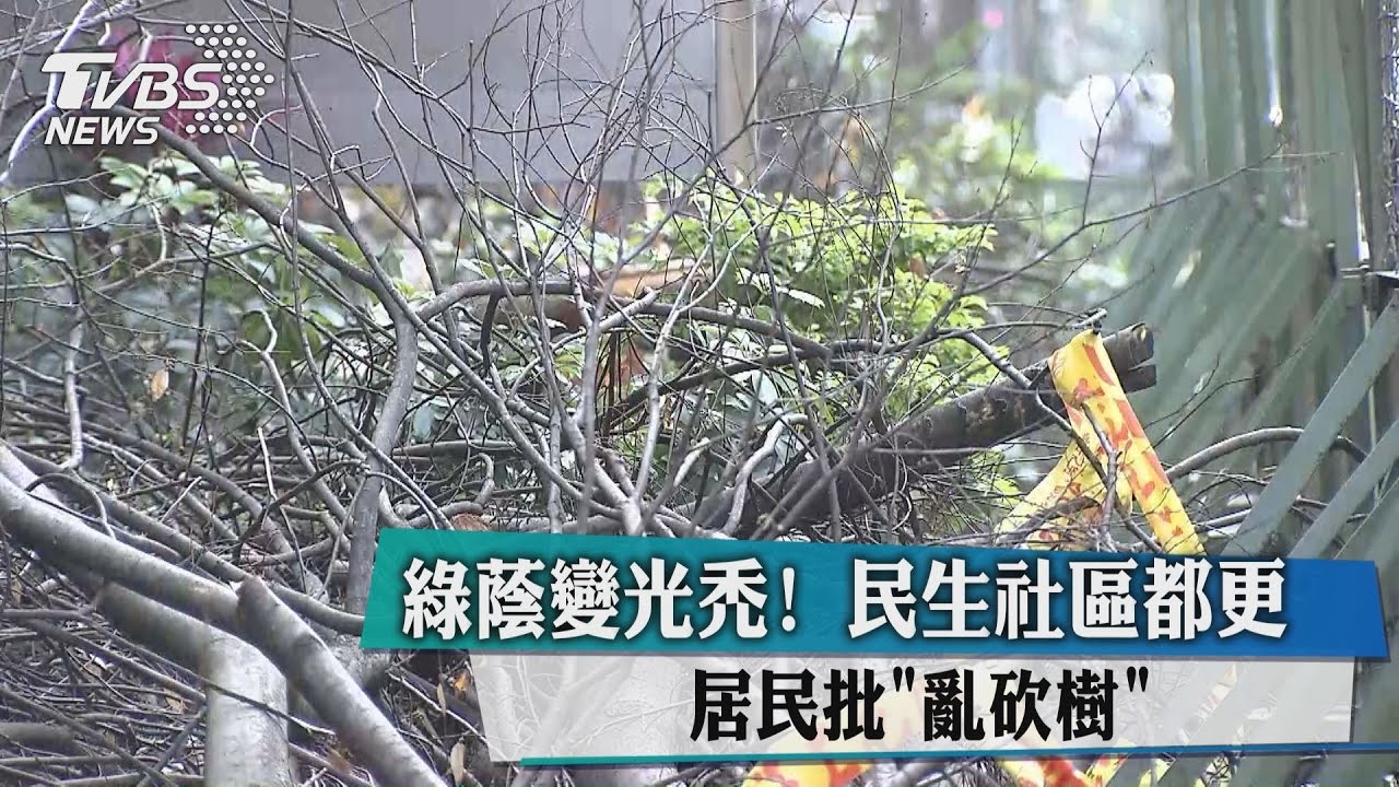 綠蔭變光禿!民生社區都更居民批「亂砍樹」