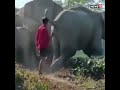 Elephant Man Conflict Video Has Shocked The Internet Shorts ViralVideo Animal Video News18