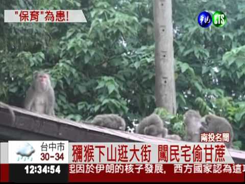 松柏嶺獼猴撒野 居民被整慘!