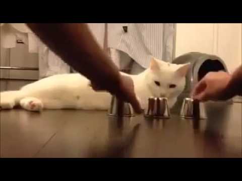 Funny Cat