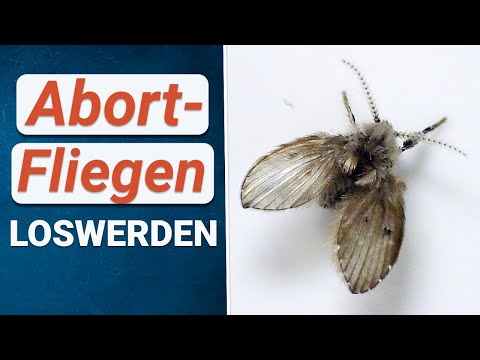 Abfluss Fliegen loswerden ❌  So wirst du Abortfliegen (Schmetterlingsmücken) los!