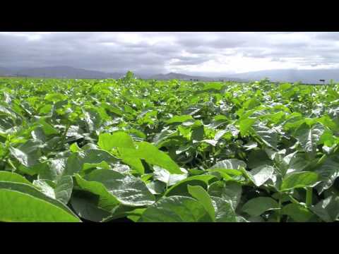 California Potato Deal 2012