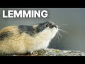 Lemming The Little Giant Of The North Wildlife Documentary