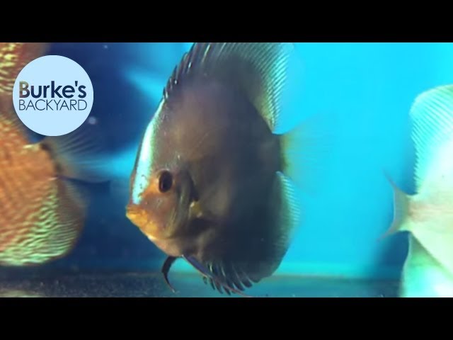 Burke's Backyard, Discus Fish Road Test