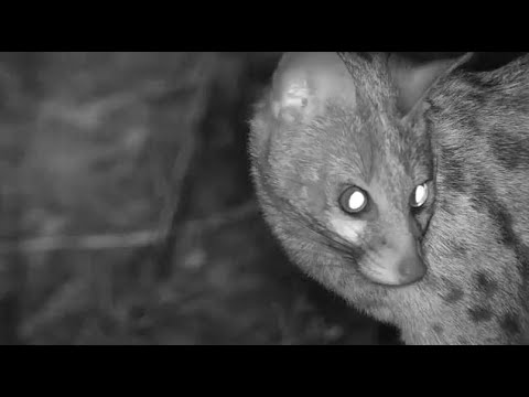 Djuma: Large Spotted Genet on the hunt - 22:50 - 10/09/20