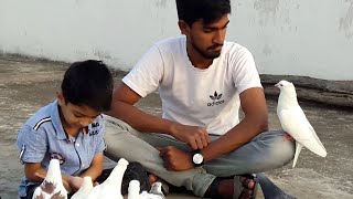 White dove bird || White pigeons || Feeding Pigeon Bird