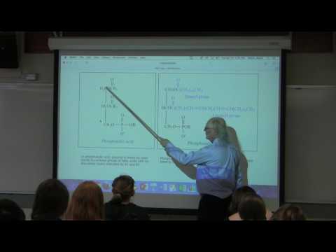 13. Ahern's BB 350 at Oregon State University - Lipids & Membranes
